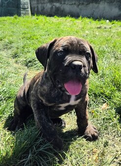 Cane corso mit Stammbaum - 10