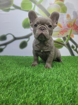Französische Bulldogge - 10