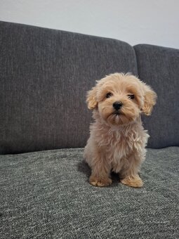 Maltipoo - 10