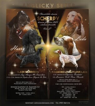 Englische Setter - 10