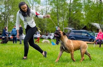 Bullmastiff welpe - 10