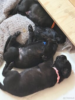 Cane Corso x Malinois Welpen - 10