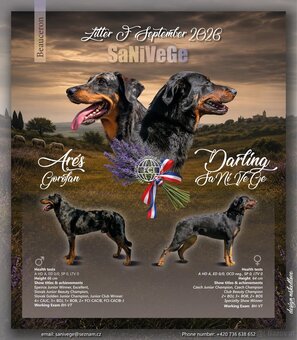 Beauceron - 10