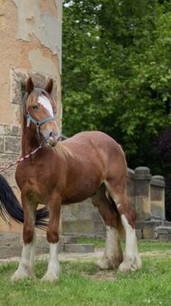 Drum horse hengst - 10