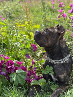 Wurfankündigung Malinois x Cane Corso - 10