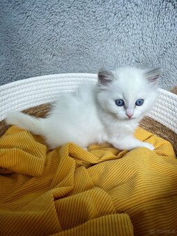 Edelmix Ragdoll Heilige Birma Kitten - 10