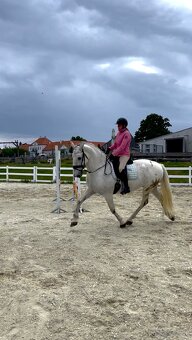 Kladruber horse - 10