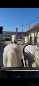 Kladruber horse - 10