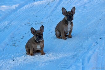 Französischen Bulldoggen Welpen mit Stammbaum - 10