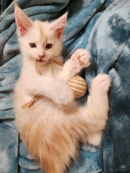 Wunderschöne Maine Coon Kitten zu vergeben - 10