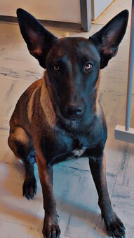 Welpen Malinois x Cane Corso - 10