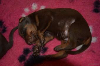 Dobermann - spitzen Welpen mit FCI Ahnentafel - 10