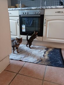 Bengal Kitten suchen 5Sterne zu Hause - 10