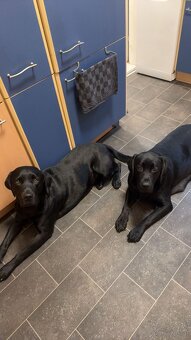Reinrassig Labrador Welpen - 10