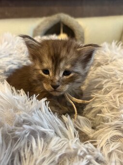 Maine Coon Kitten - 10