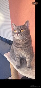 Britischmix Katze - 10