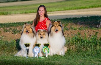 Collie Langhaar Welpen (FCI Stammbaum) - 10