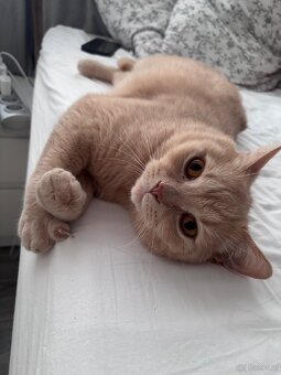2 liebevolle Katzen suchen ein neues Zuhause 🐾 - 10