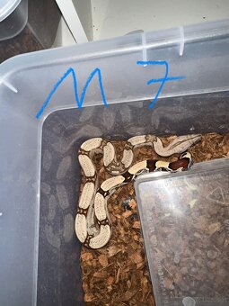 Boa constrictor Constrictor surinam - 10