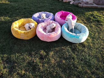 Schnauzer miniatúrne white - 10