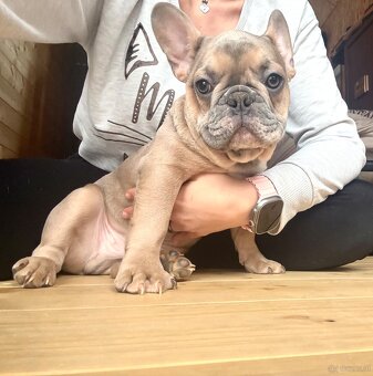 Französische Bulldogge mit Stammbaum - 10