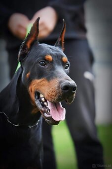 BLAUE DOBERMANN-WELPEN MIT FCI-PAPIEREN - 10