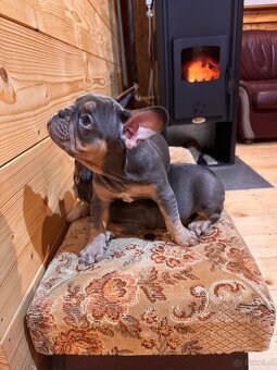 Französischen Bulldoggen - 10