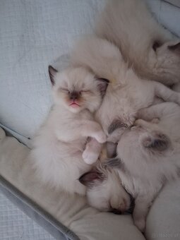 Ragdoll kitten - 10