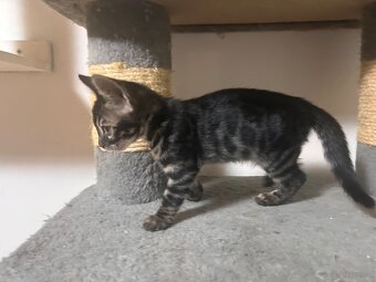 Bengal kitten in besonderen Farben - 10