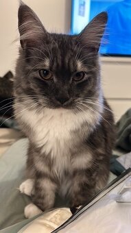 Baby Maine Coon - 10