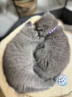BKH und BLH Kitten - 10