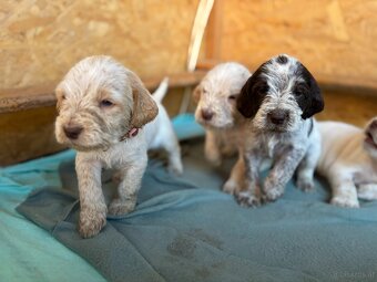 Spinone italiano - 10