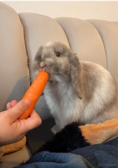 Minilop-Kaninchen 🐰🩷 - 10