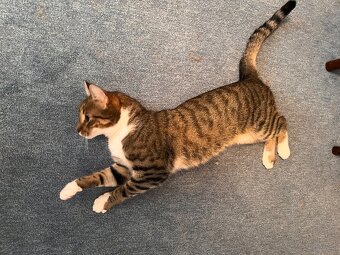 Kater sucht liebevolles neues Zuhause - 10