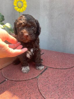 LAGOTTO ROMAGNOLO 🐶 - 10