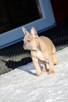 Französischen Bulldoggen Welpen mit Stammbaum - 10