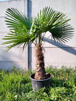 Winterharten palmen Trachycarpus Fortunei - 10
