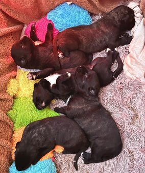 Irischer Wolfshund - Welpen zu verkaufen - 10