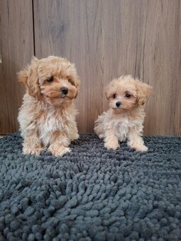 Maltipoo mini - 10