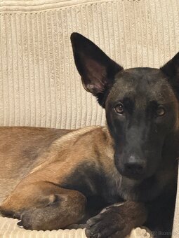 Malinois x Cane Corso Welpen - 10
