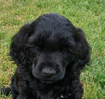 Portuguese Water Dog Puppies - 10