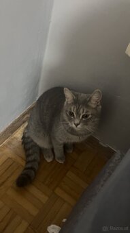 Katze BKH - 10