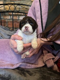 Lagotto Romagnolo - 10
