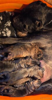 Cane corso mit Stammbaum - 10