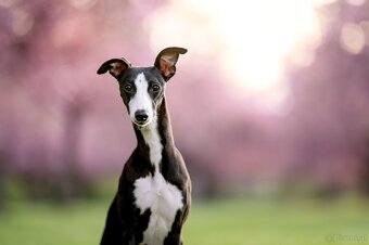 Whippet Welpen mit Papieren - 10