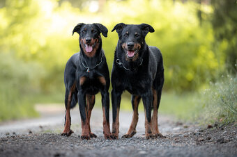 Beauceron-Welpen - 10