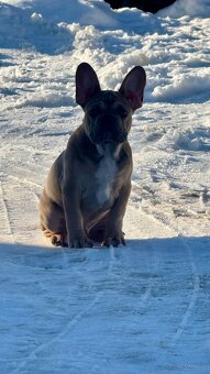 Französischen Bulldoggen Welpen mit Stammbaum - 10