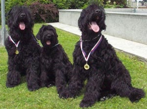 Schwarzer Russischer Terrier – liebevoll aufgezogene Welpen - 10