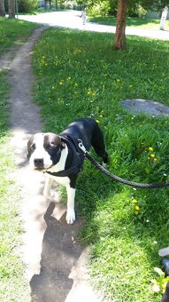 Tyson sucht ein schönes Zuhause - 10