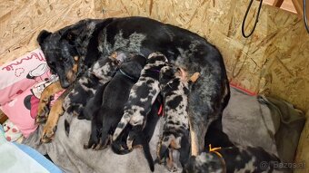 Beauceron - 10